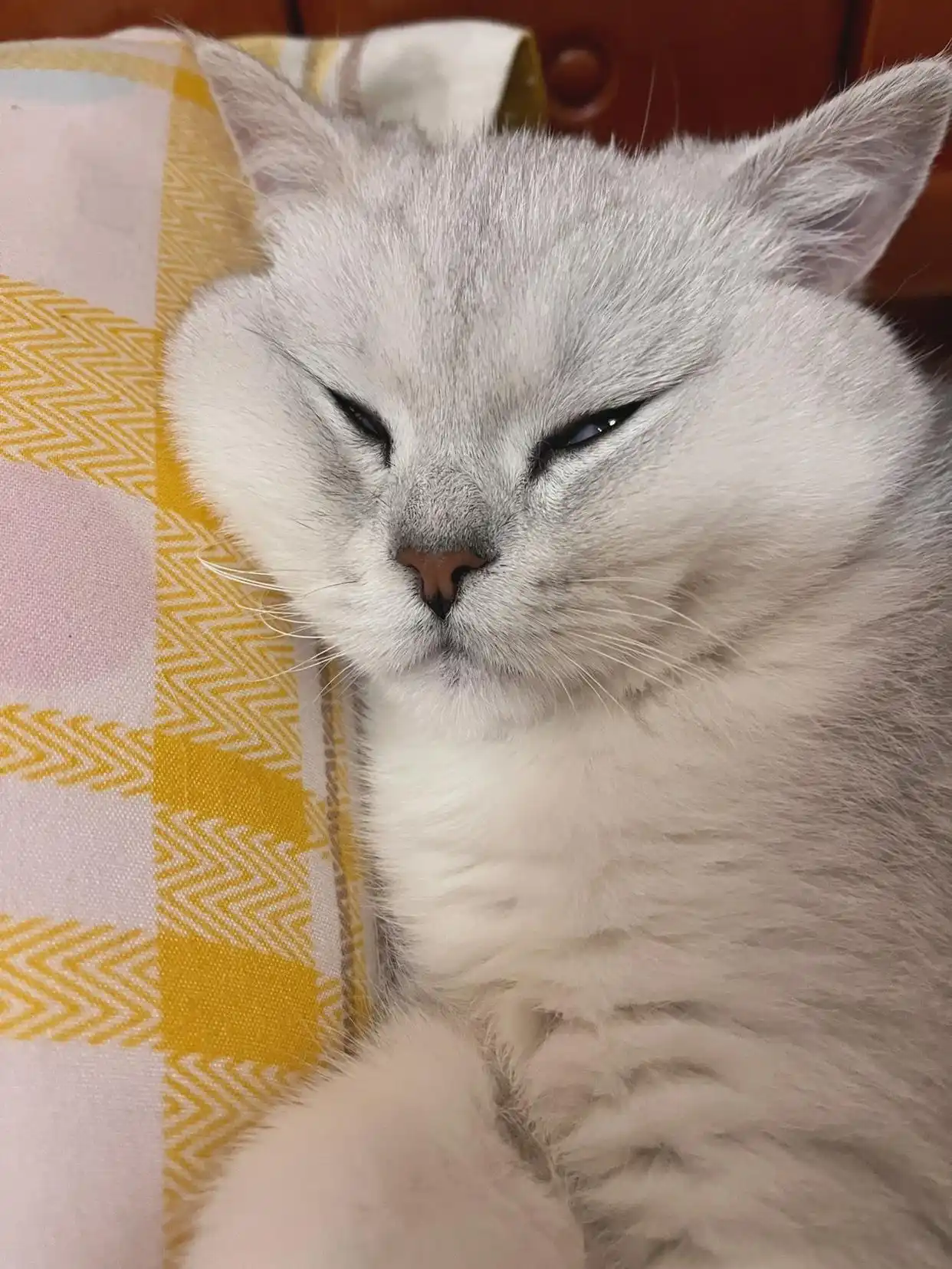 猫咪生活状态百科_猫猫状态_猫咪的生活状态