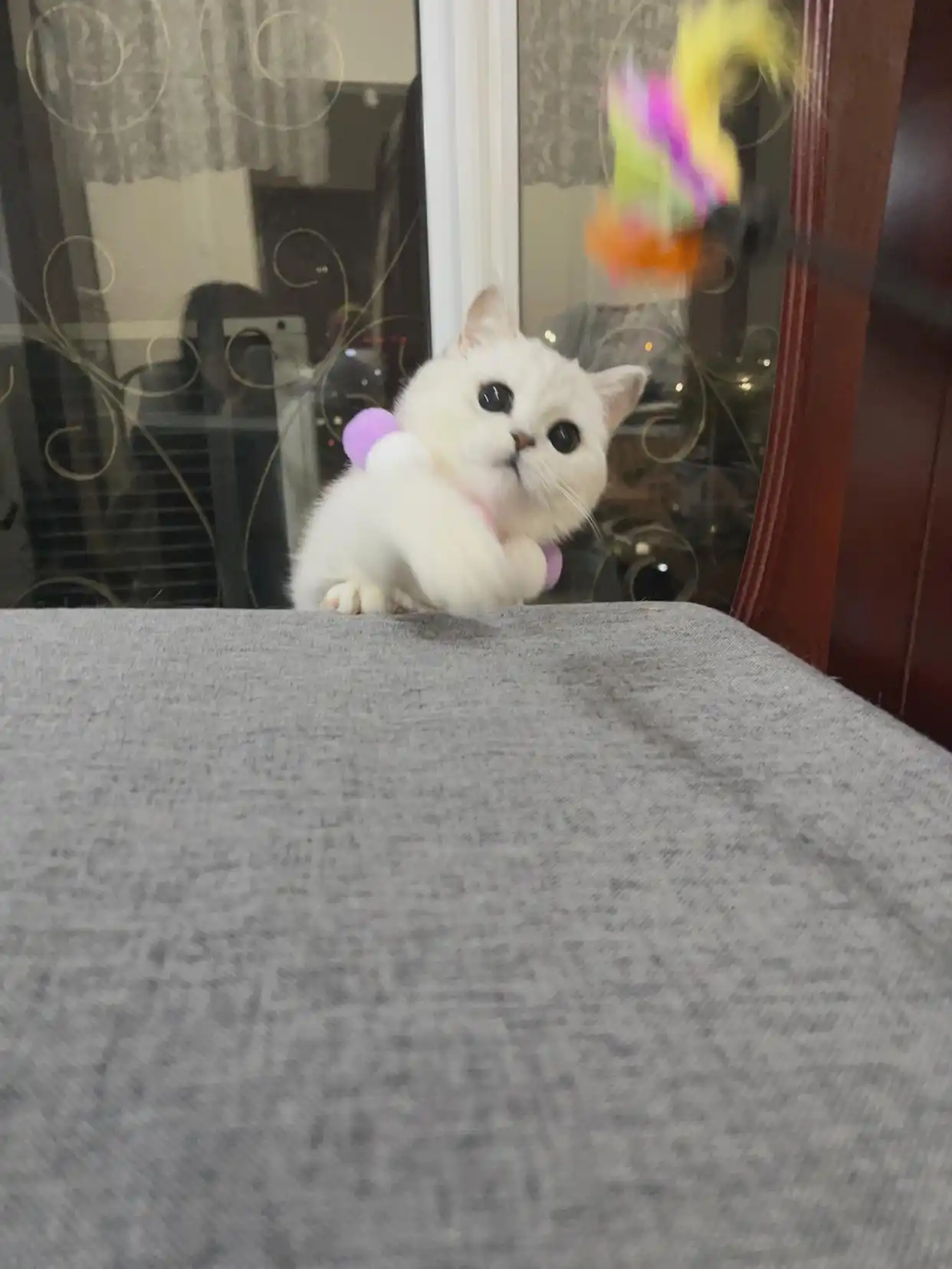 猫咪生活状态百科_猫猫状态_猫咪的生活状态