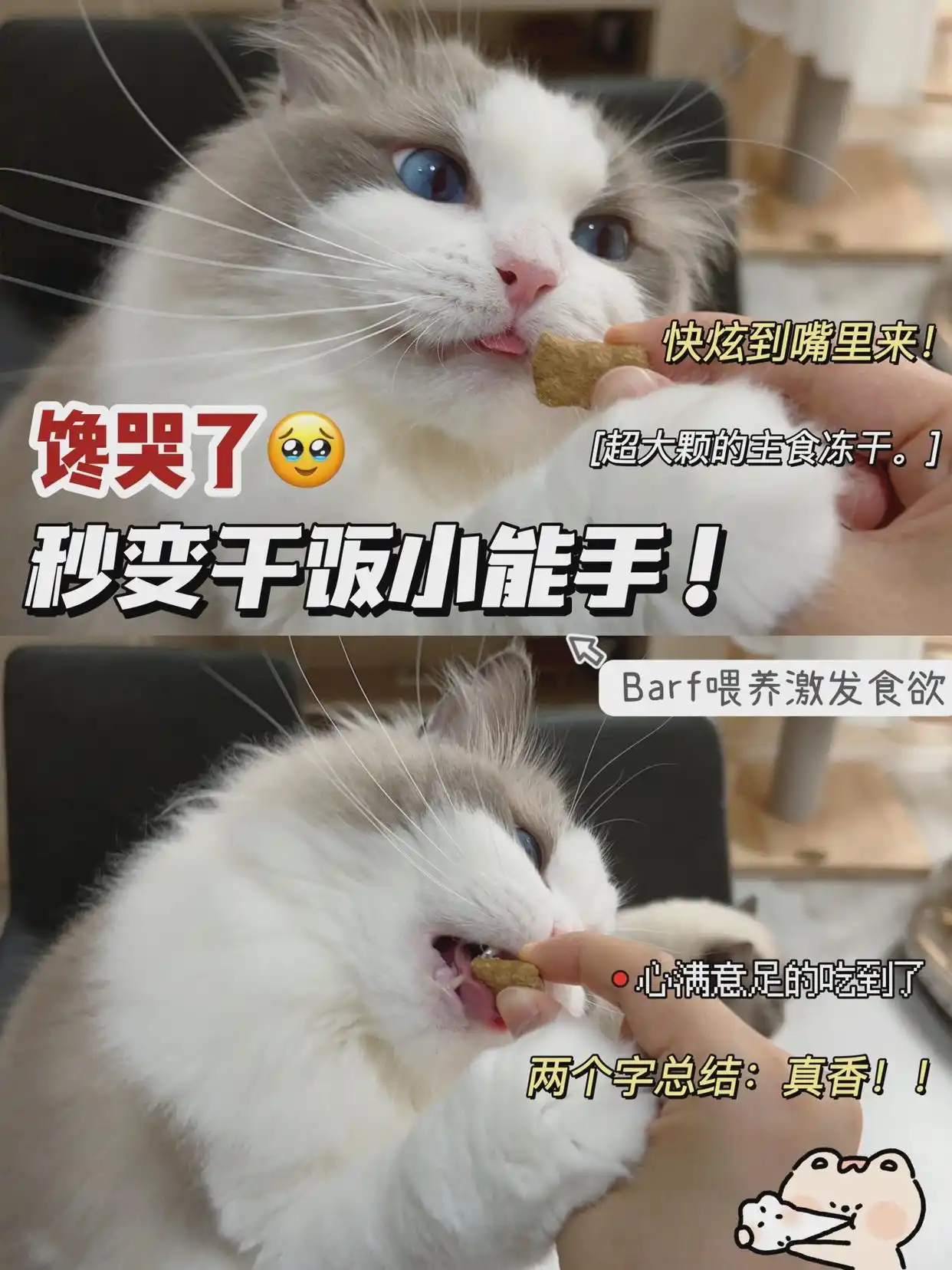 猫咪生活状态百科_猫猫状态_猫咪的生活状态