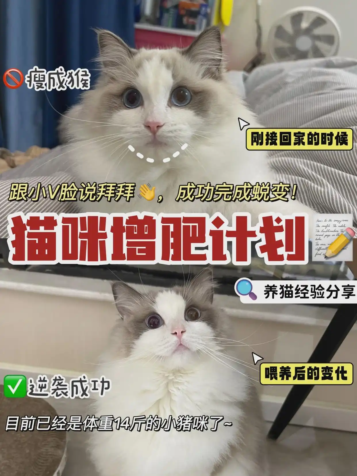 猫咪的生活状态_猫猫状态_猫咪生活状态百科
