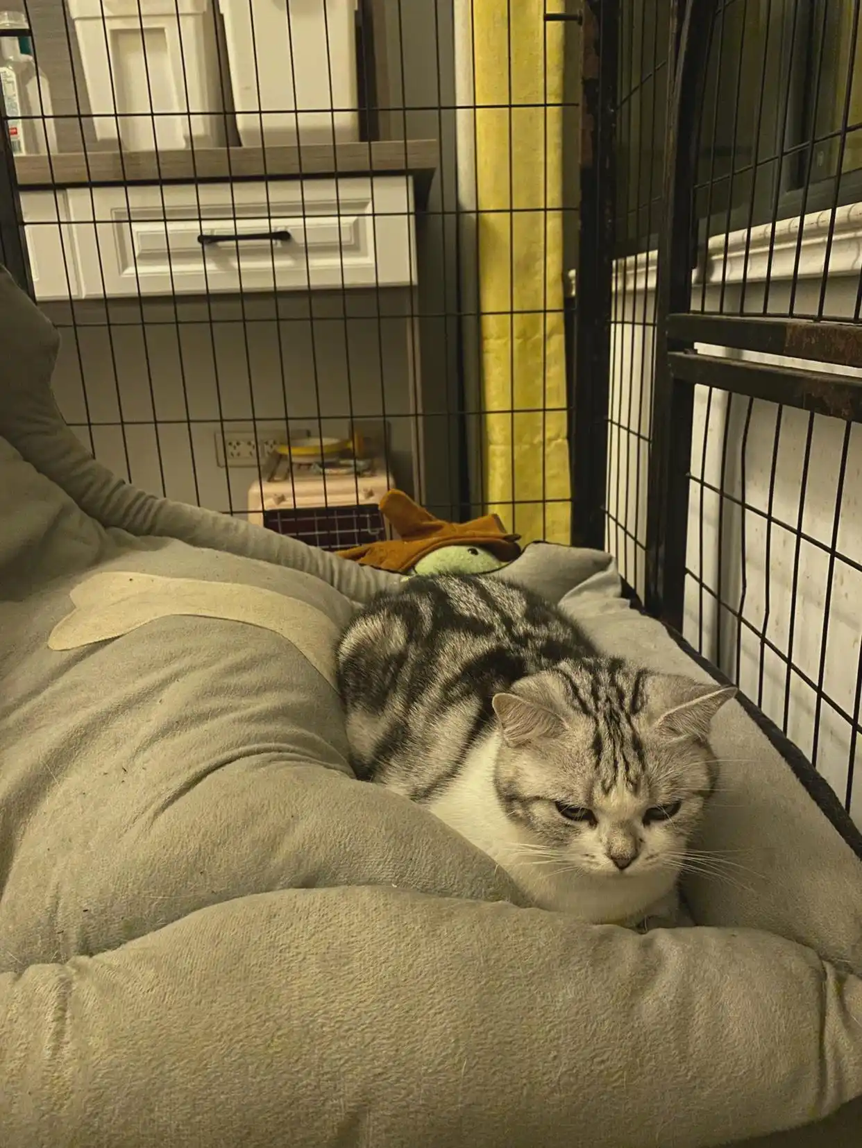 猫猫状态_猫咪的生活状态_猫咪生活状态百科
