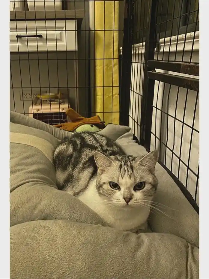 猫咪生活状态百科_猫咪的生活状态_猫猫状态