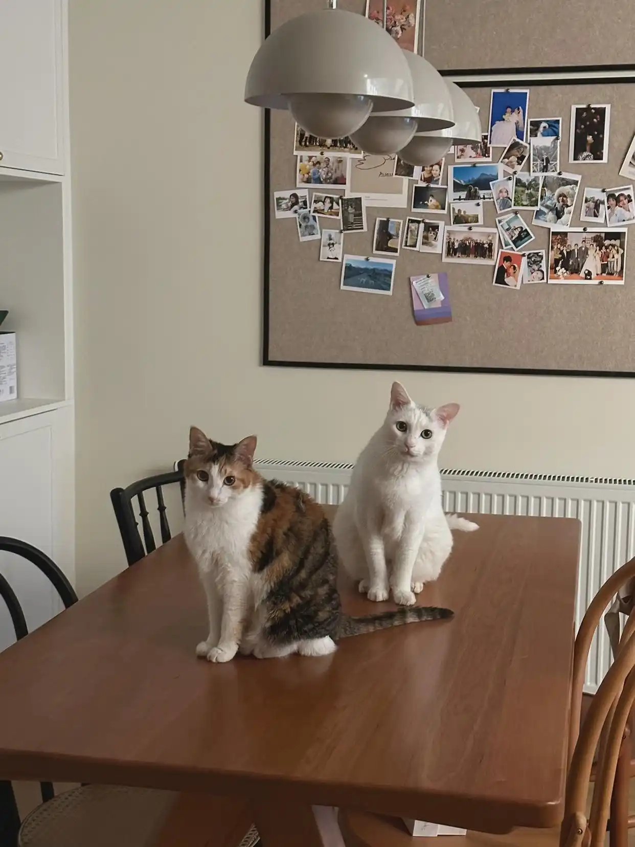 猫咪的生活状态_猫猫状态_猫咪生活状态百科