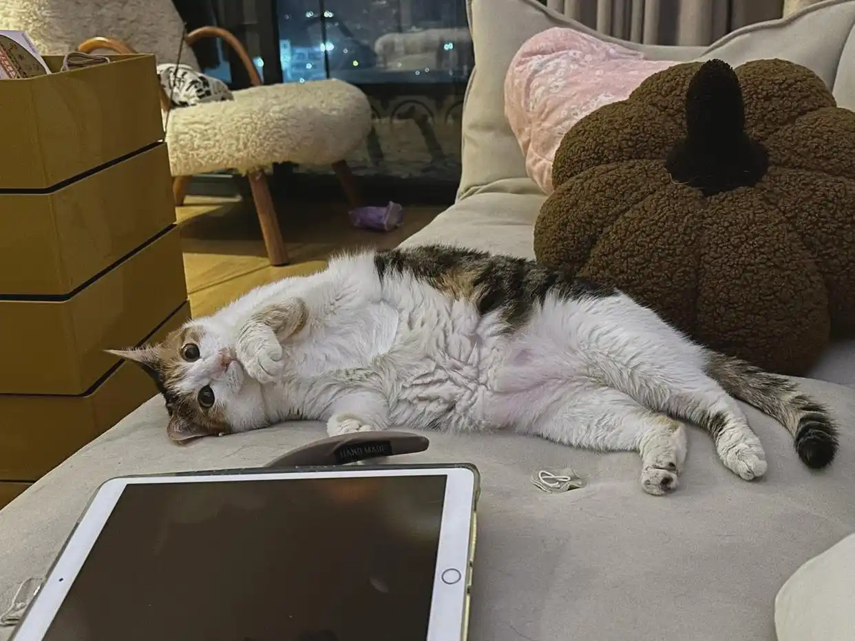 猫咪生活状态百科_猫咪的生活状态_猫猫状态