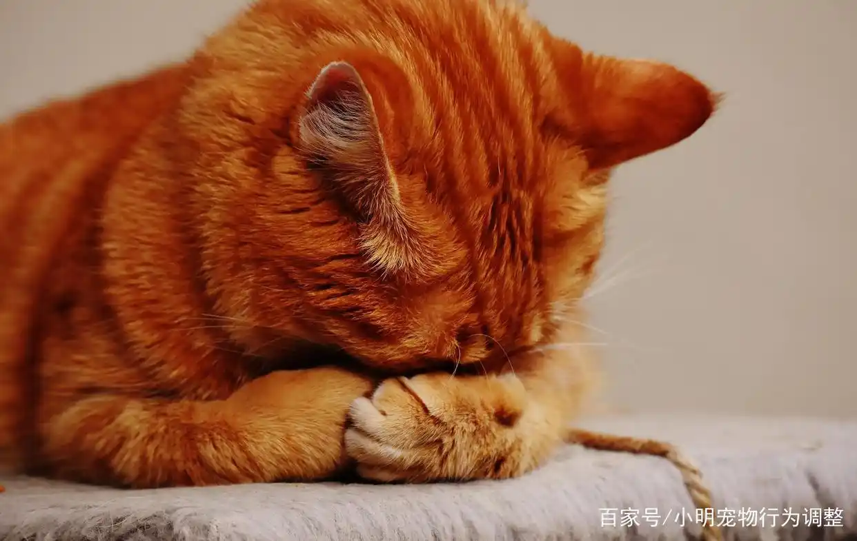 猫咪生活状态百科_猫猫生活_猫咪生活照