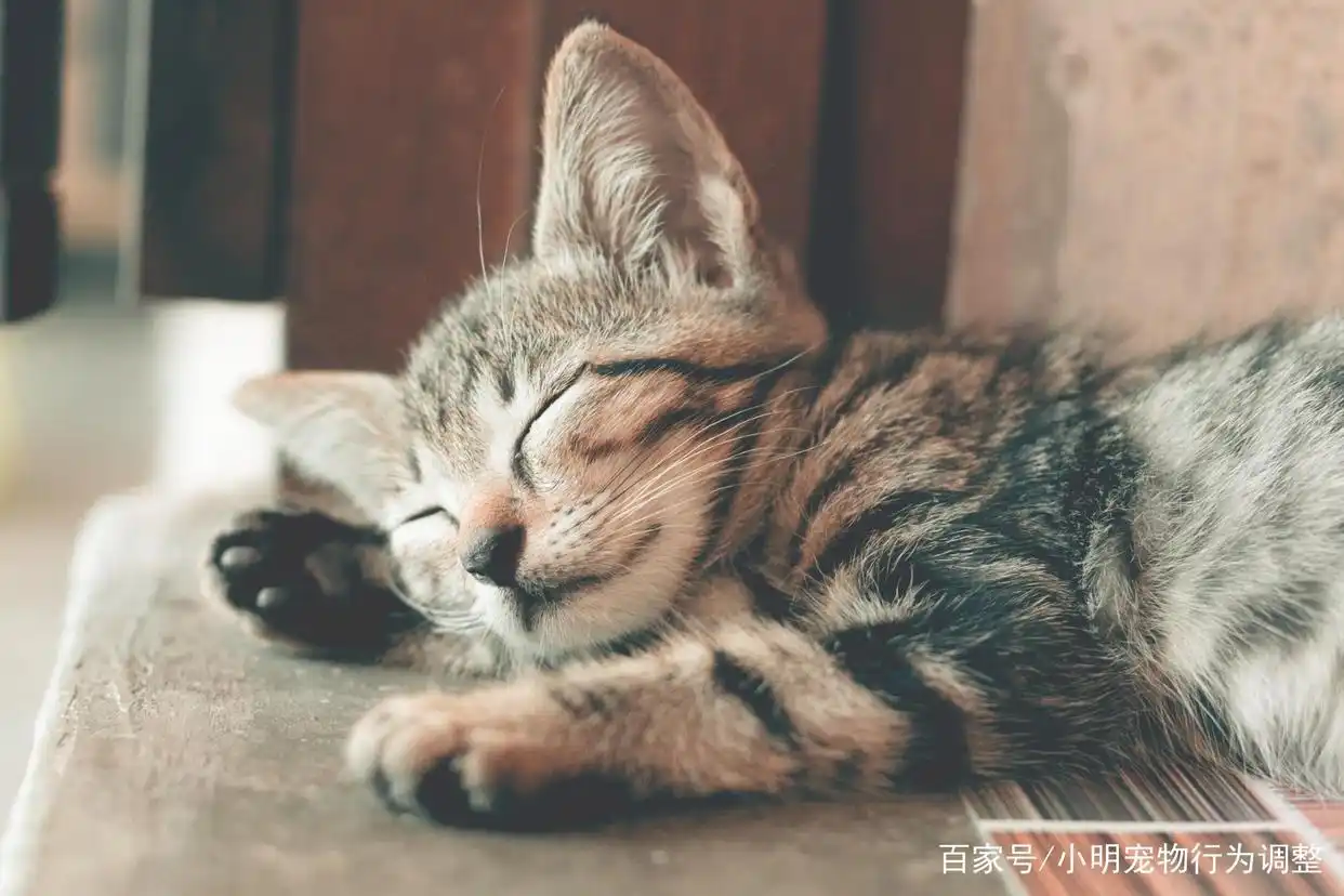 猫猫生活_猫咪生活状态百科_猫咪生活照
